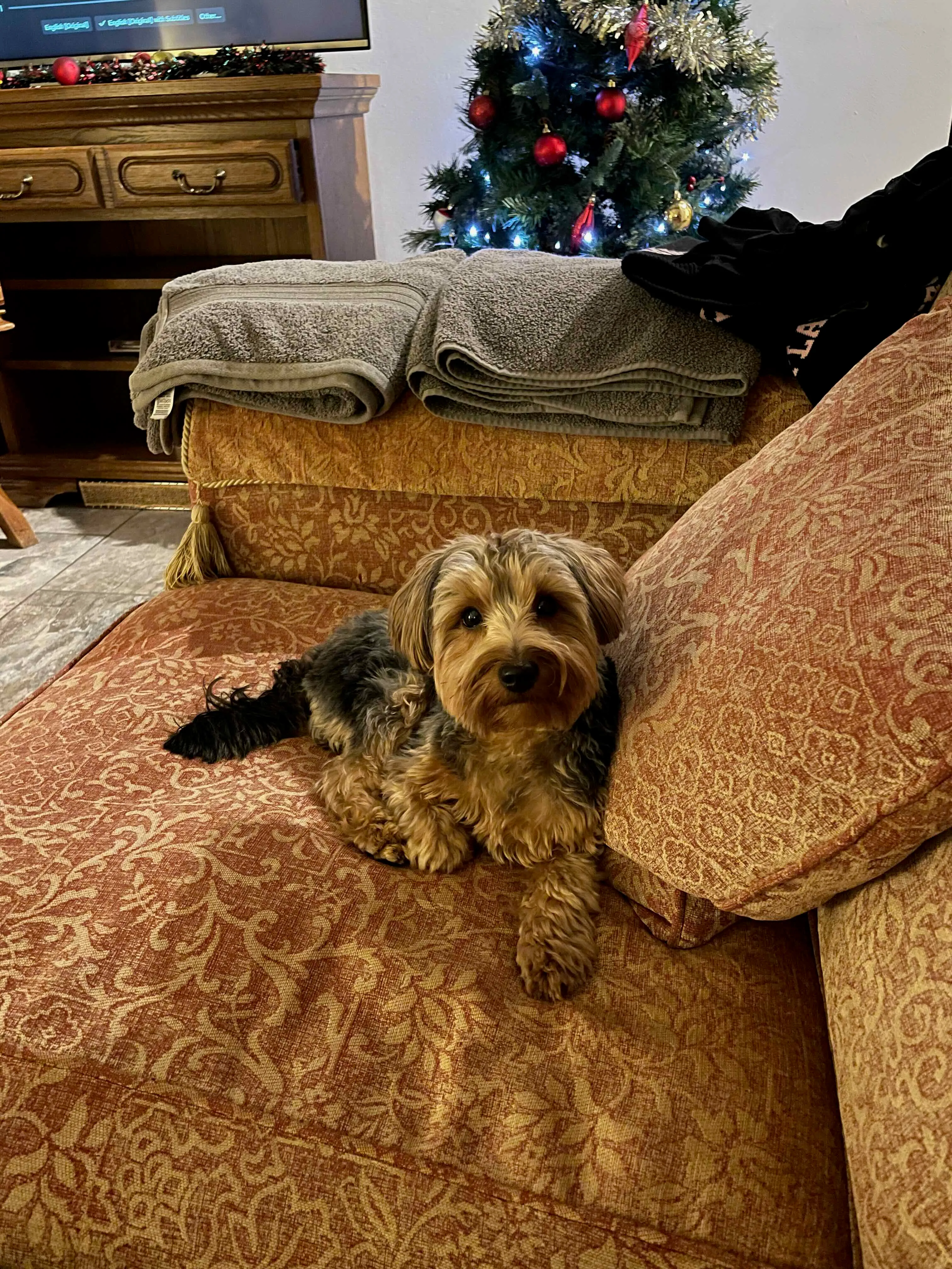 Doggo Doggo