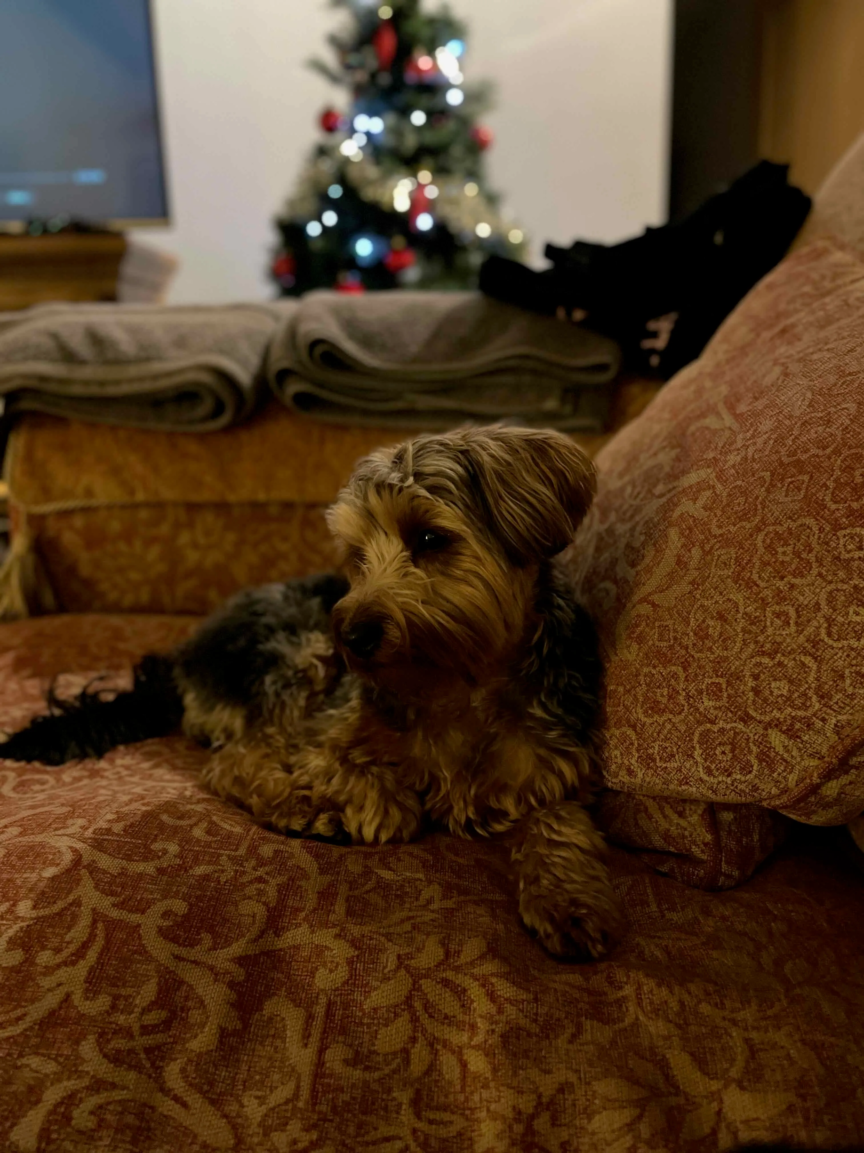 Doggo 2.0 Doggo 2.0
