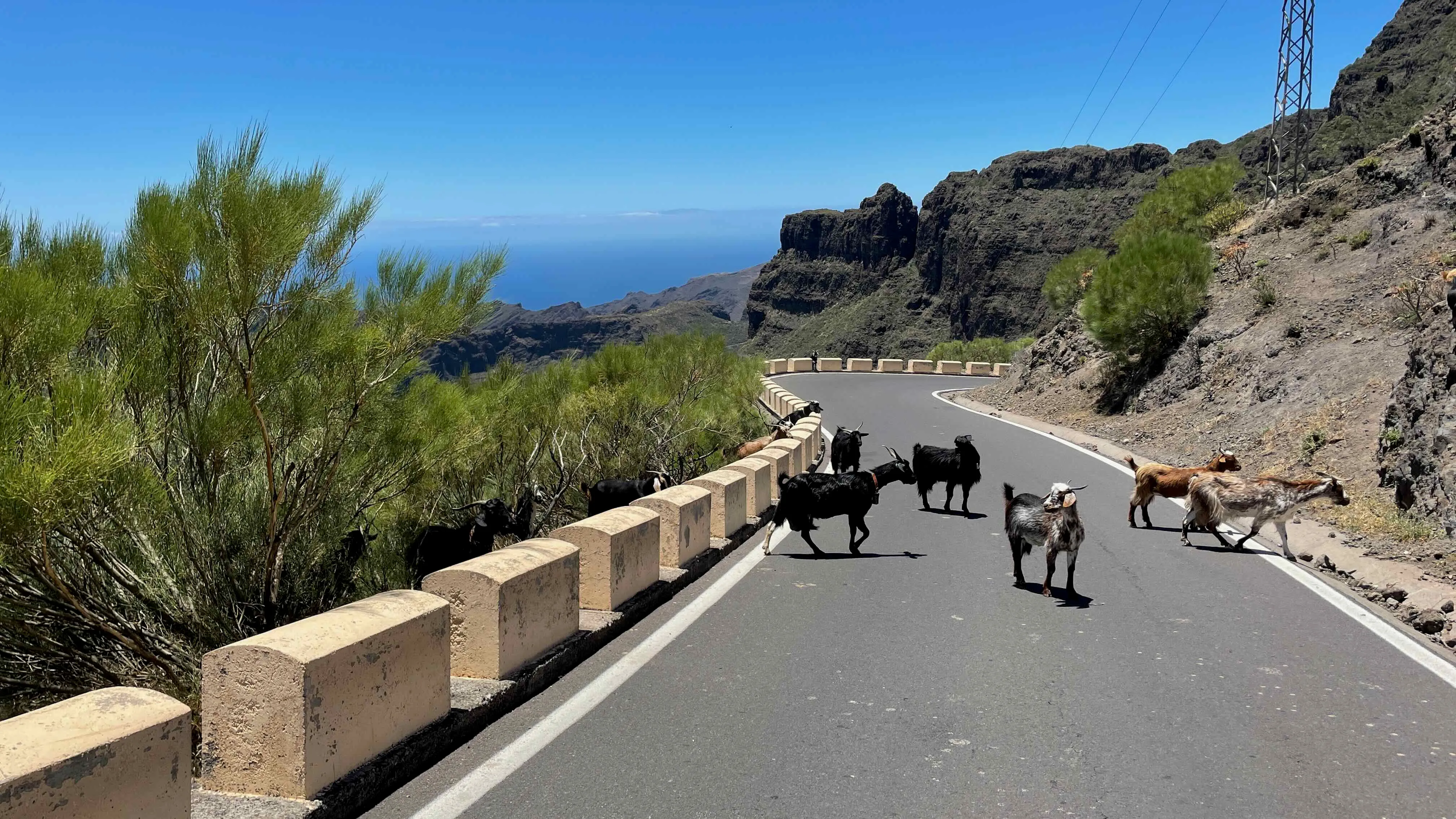 Goats in Tenerife Goats in Tenerife