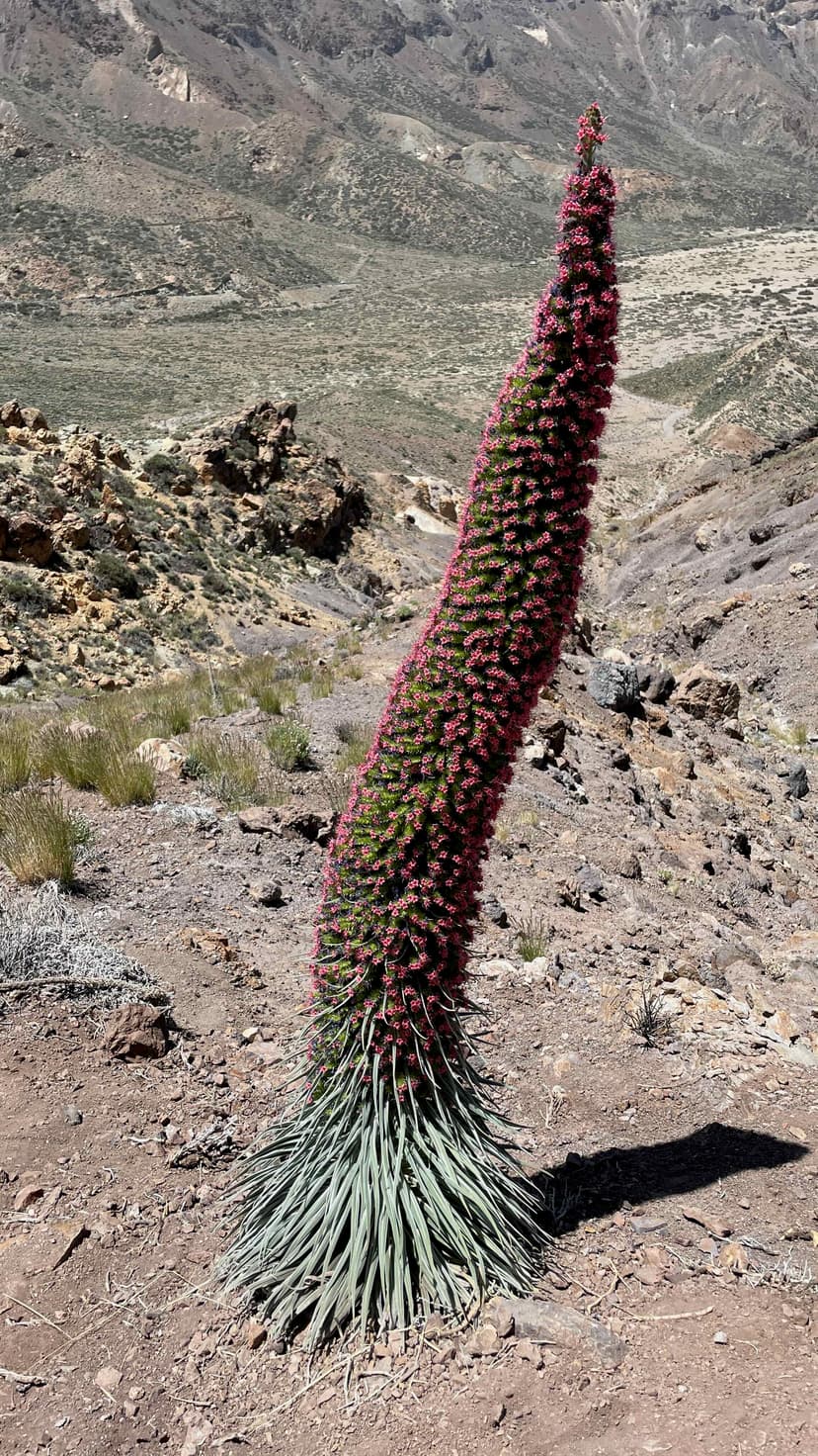 Echium wildpretii