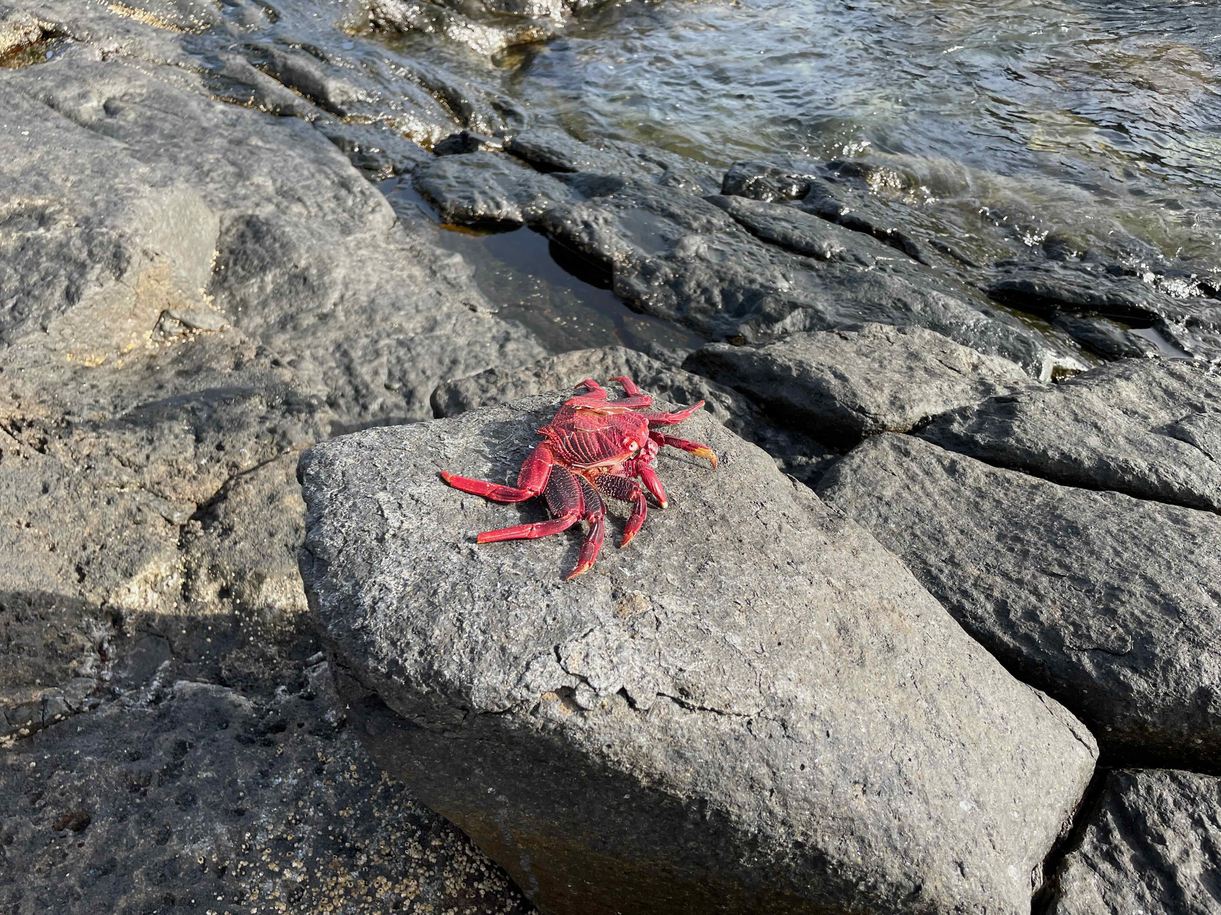 Crab in Tenerife